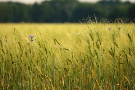 Bread wheat spike field photo