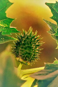 Spur nature macro