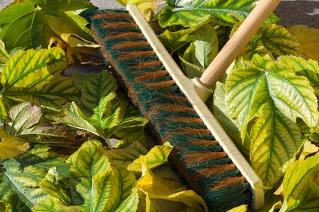 Broom fall garden