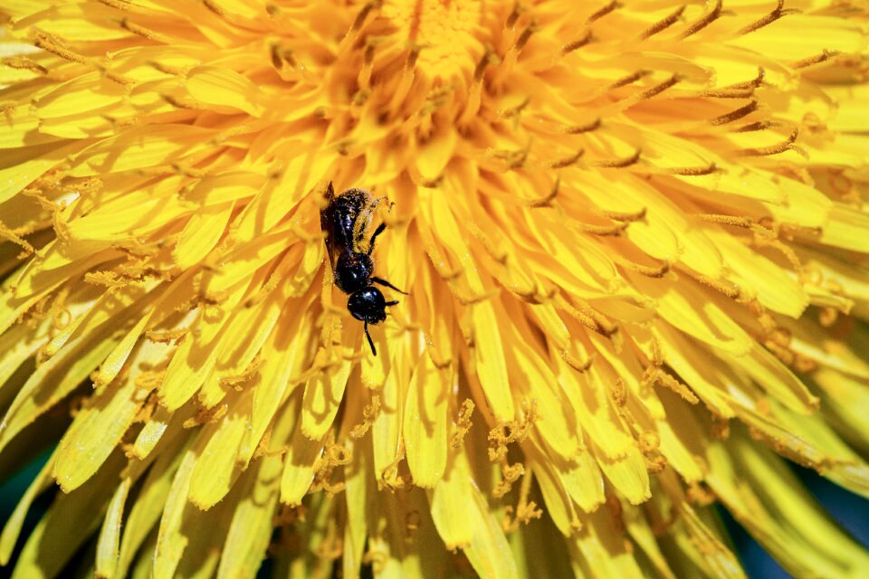 Insect foraging tiny