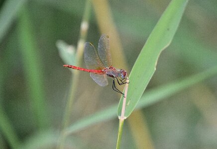 Dragonfly wings insect