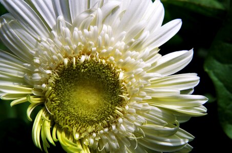 Flower gerbera white