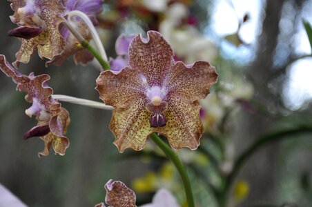 Exotic plants nature