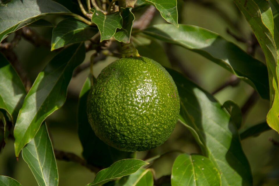Avocados reed health