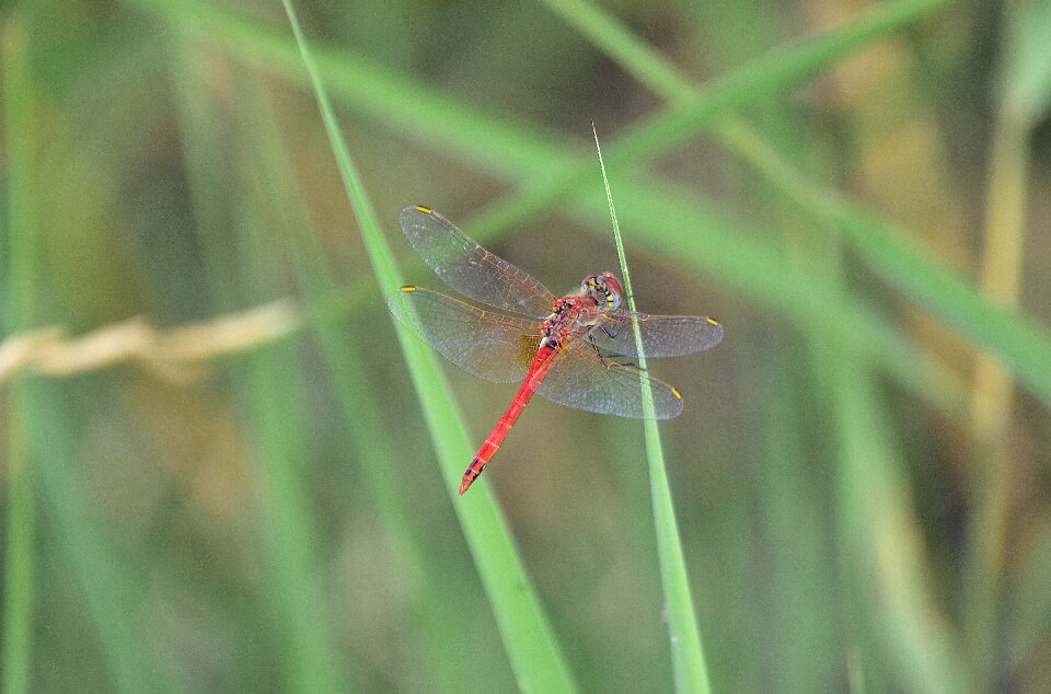 Dragonfly wings insect
