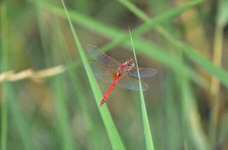 Dragonfly wings insect