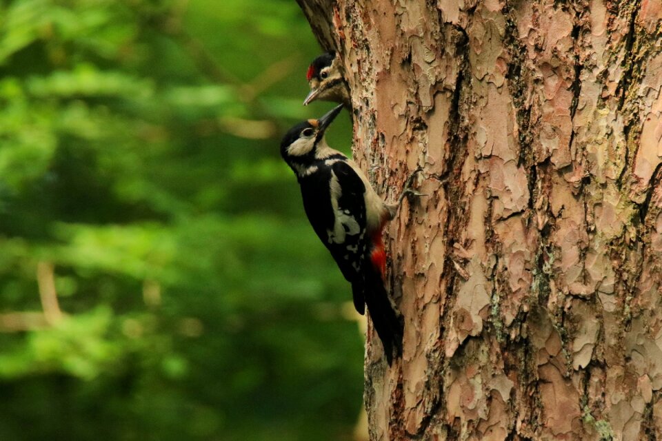 Young tree hole bird