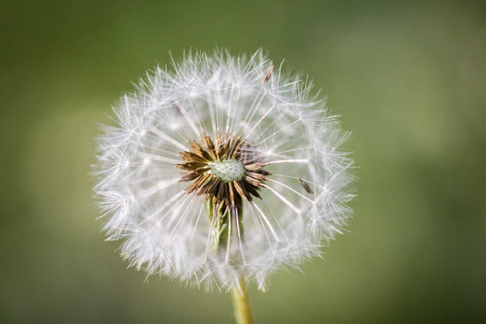 Close up dandelion seeds wild flower photo