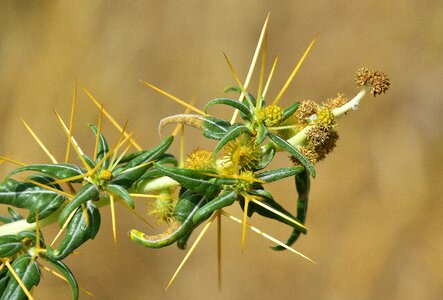 Flora outbreak natural