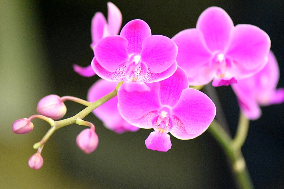 Pink orchidaceae houseplant