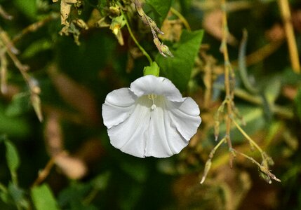 Flora outbreak natural