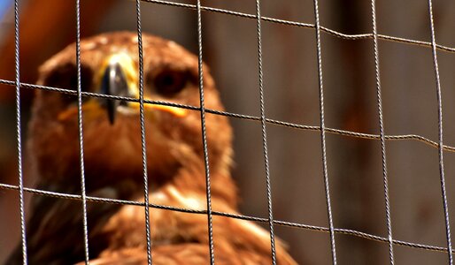 Grid bird of prey animal
