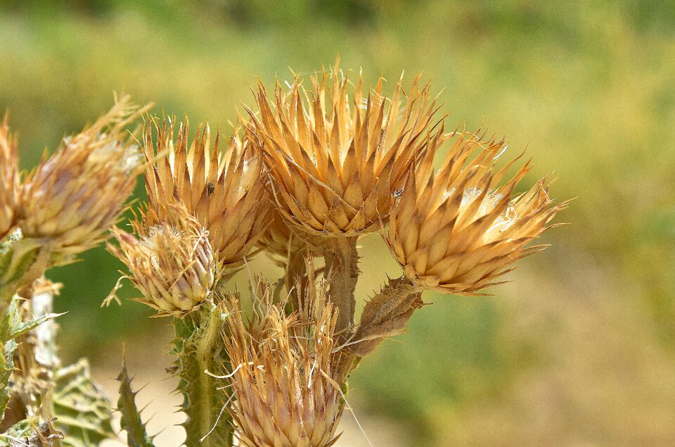 Flora outbreak natural