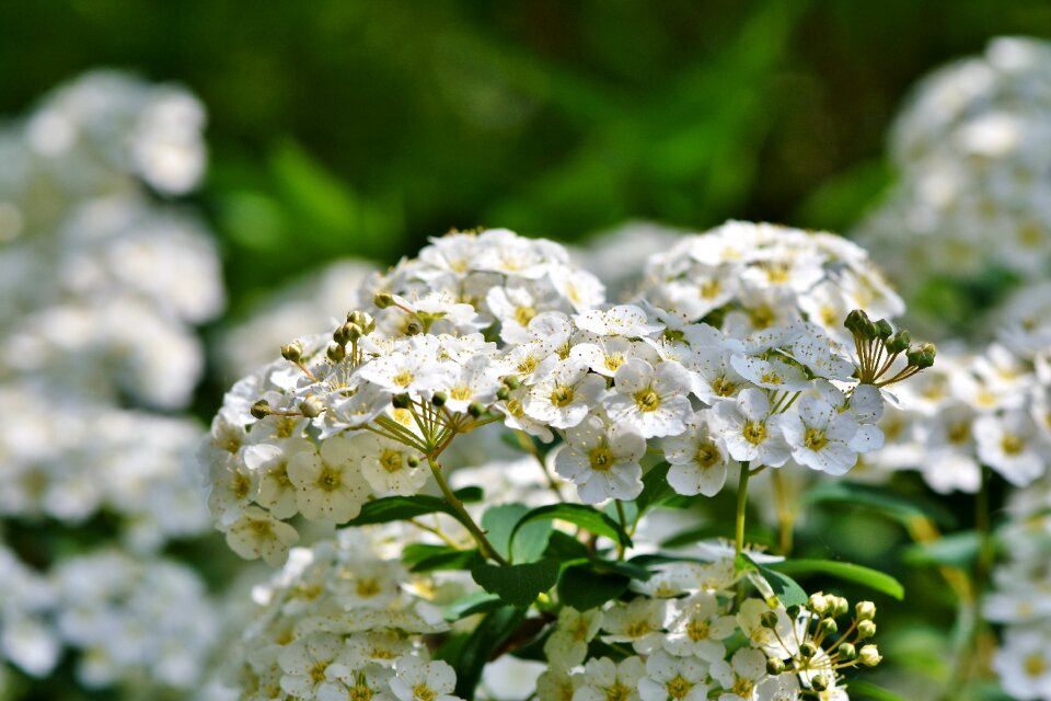Bloom white flower plant