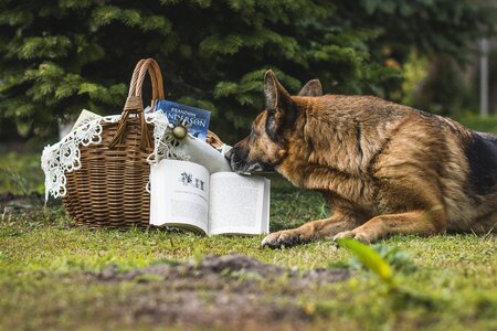 Basket wicker wicker dog