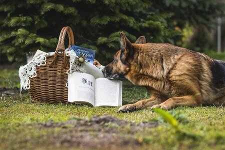 Basket wicker wicker dog photo