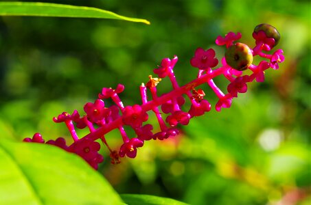 Berry grape turkish phytolacca