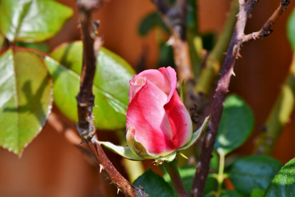 Rosebud rose bush blossom