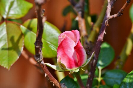 Rosebud rose bush blossom photo