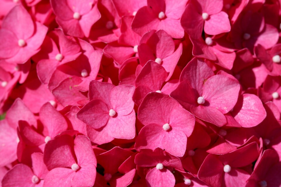 Blossom summer flora