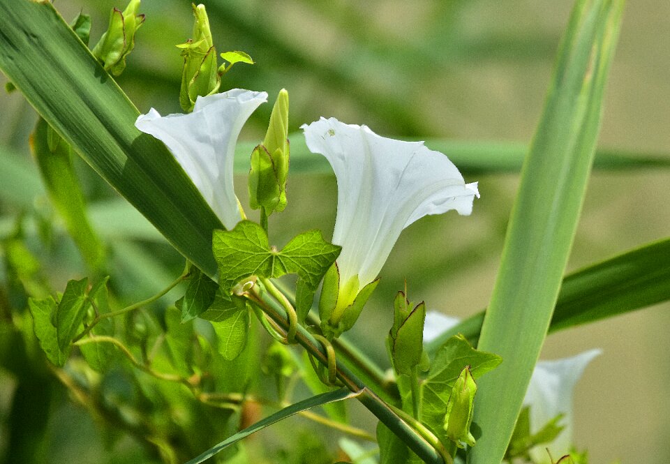Flora outbreak natural