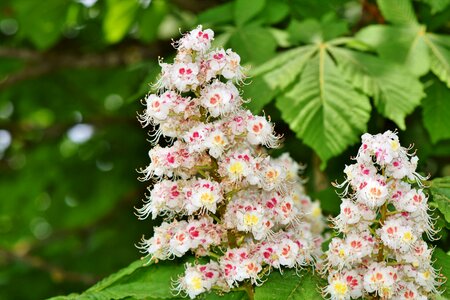 Buckeye chestnut leaves chestnut tree photo