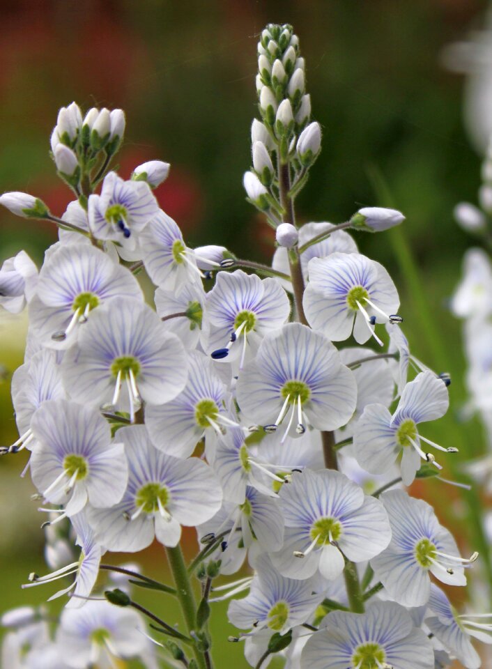 Nature in flower flora