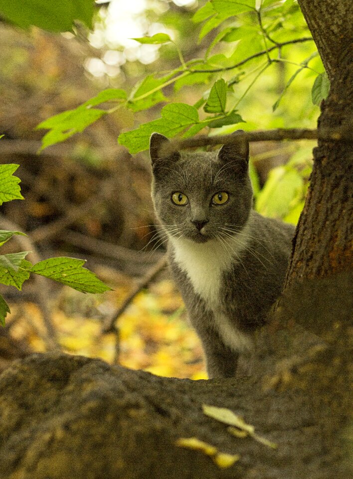 Cat the bushes river