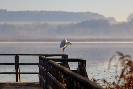 Federsee pier nature bird
