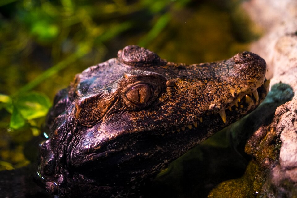 Crocodilia zoo predator