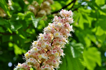 Buckeye chestnut leaves chestnut tree photo