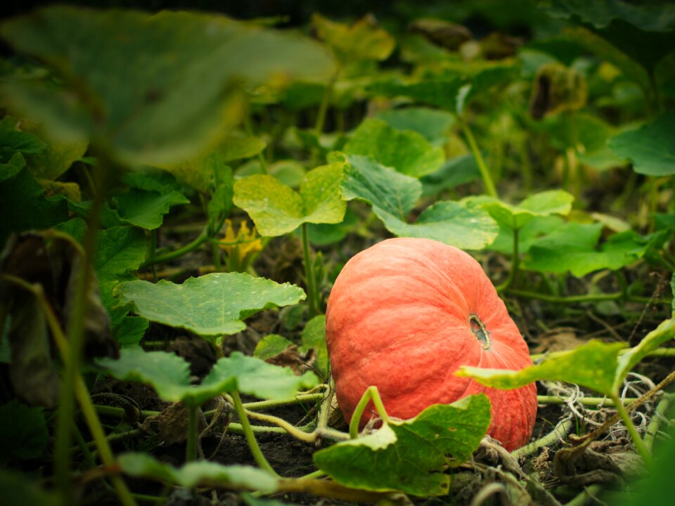 Healthy fresh autumn