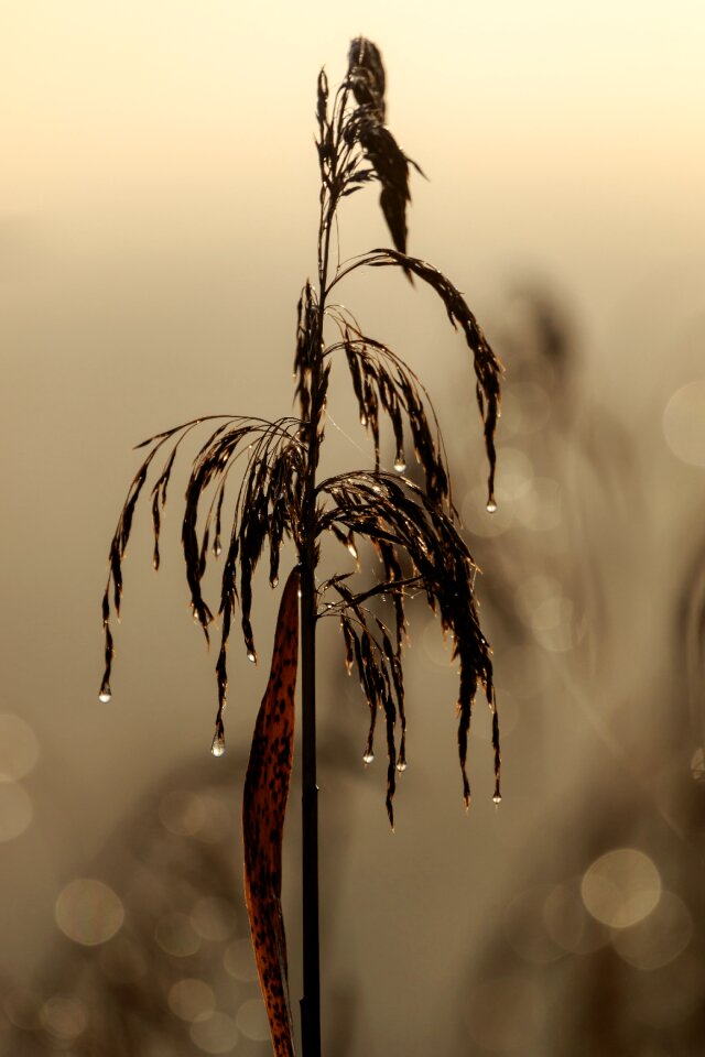 Reed spring lake dew