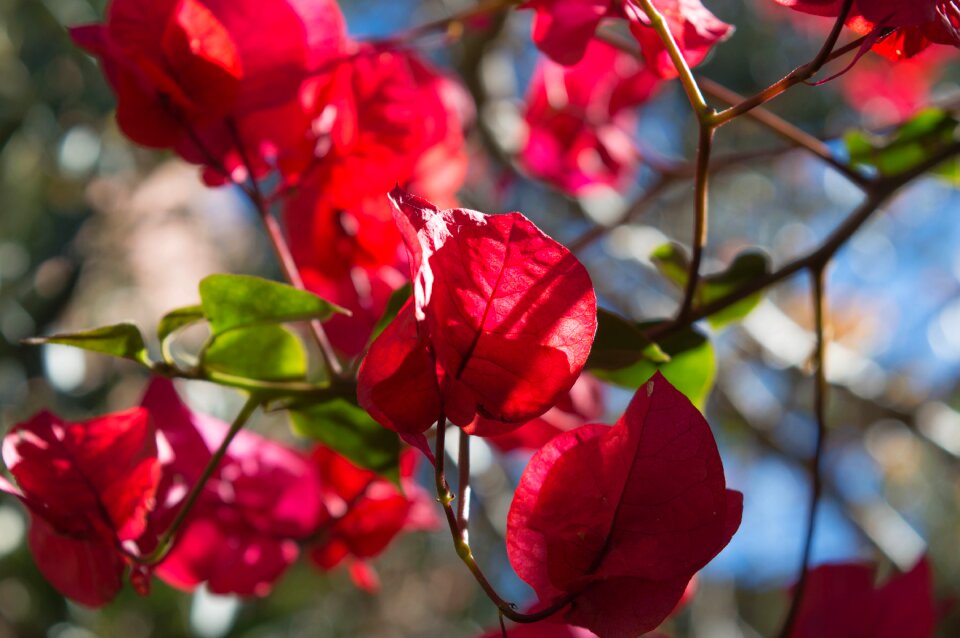 Bloom spring plant photo