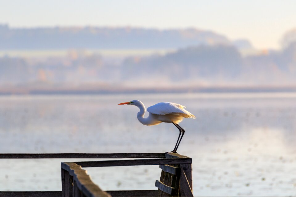 Federsee pier nature bird