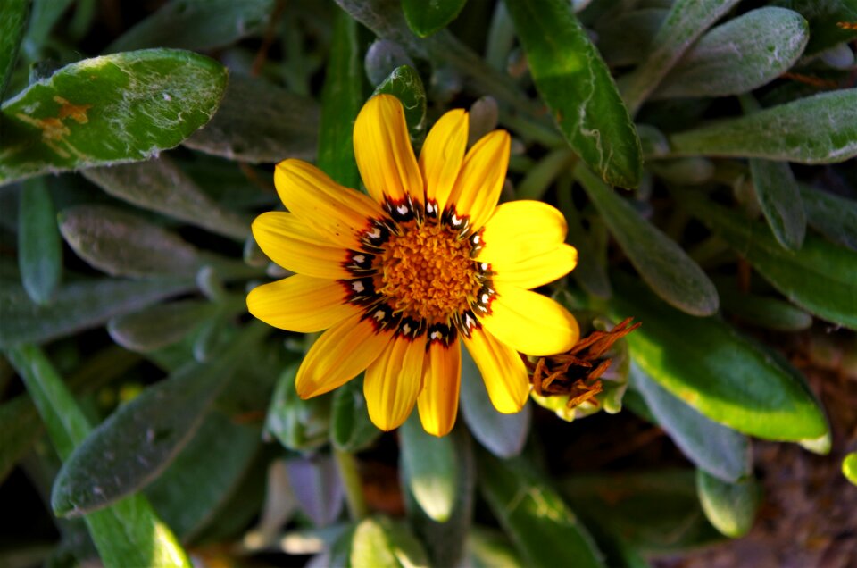 Flower yellow flower Free photos