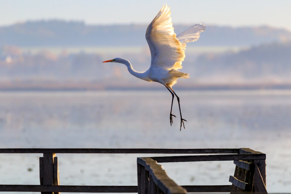 Federsee pier nature bird