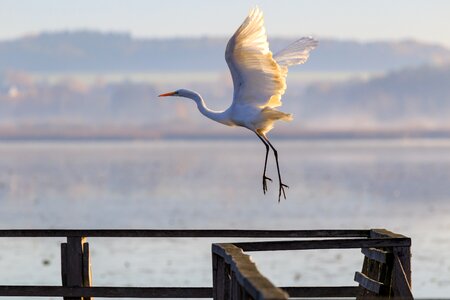 Federsee pier nature bird