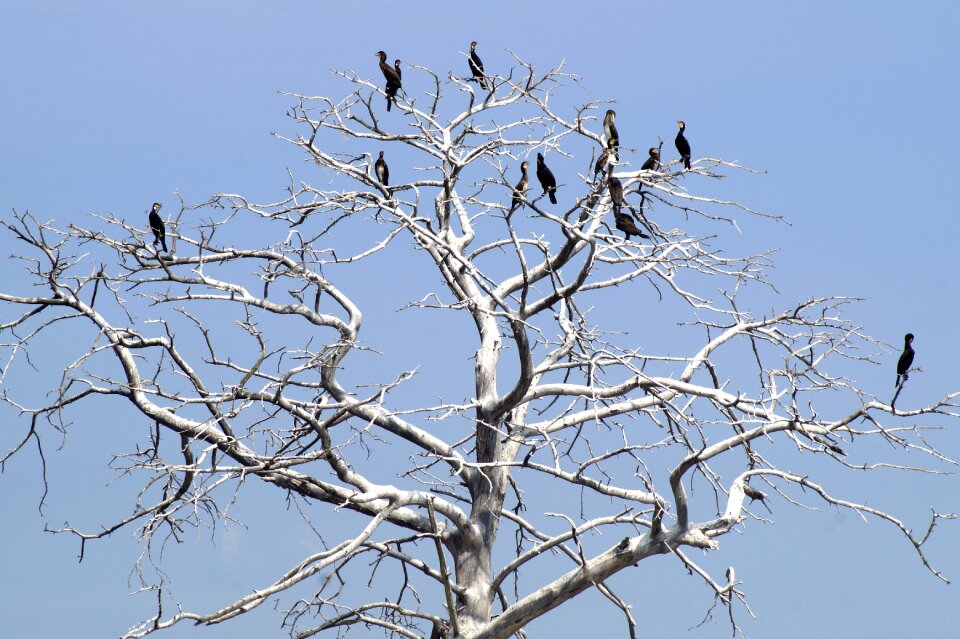 Animal bird sea birds