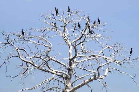 Animal bird sea birds