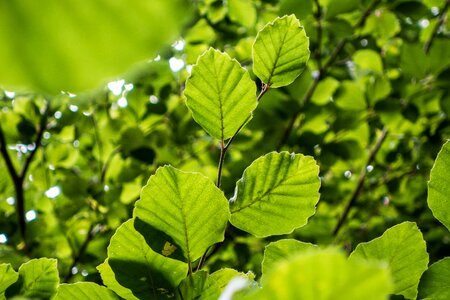 Tree summer green photo