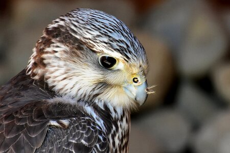 Animal falconry bill photo