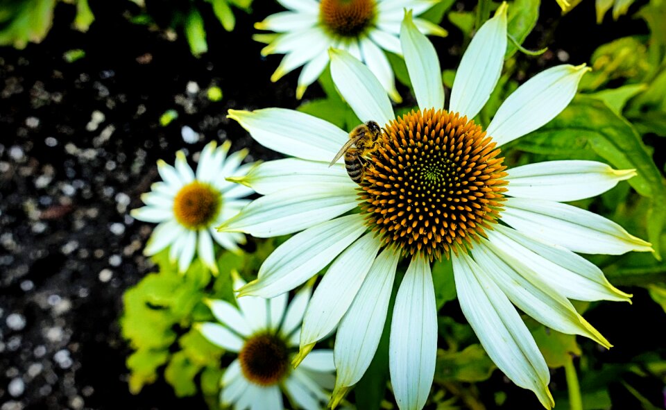 Nature blossom bloom