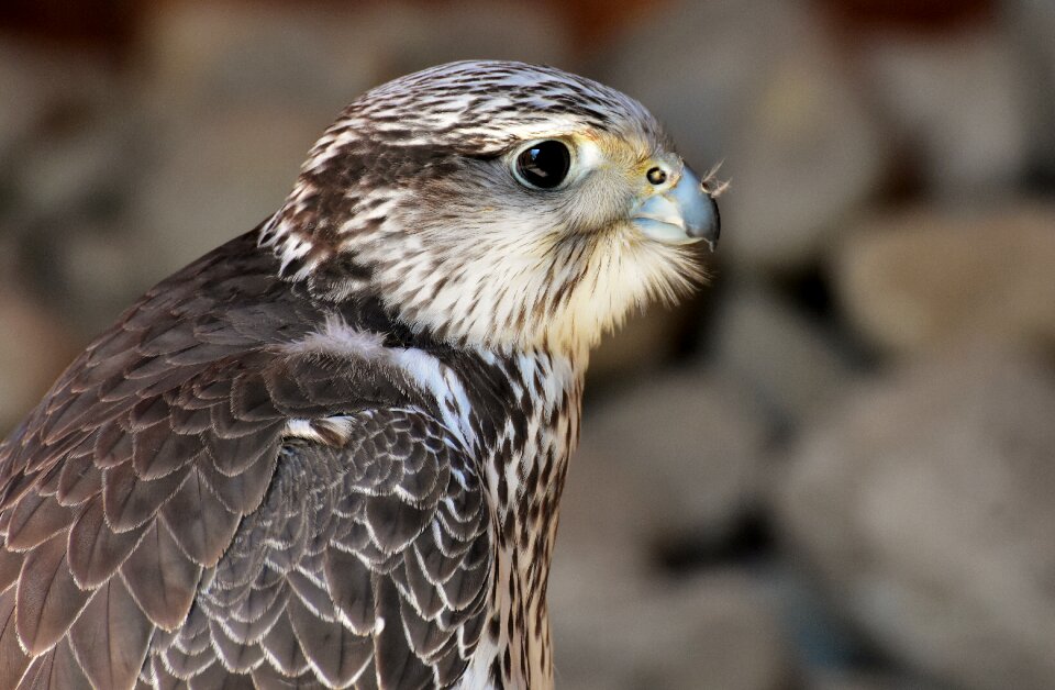 Animal falconry bill