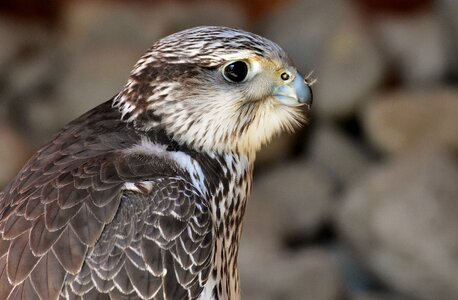 Animal falconry bill photo