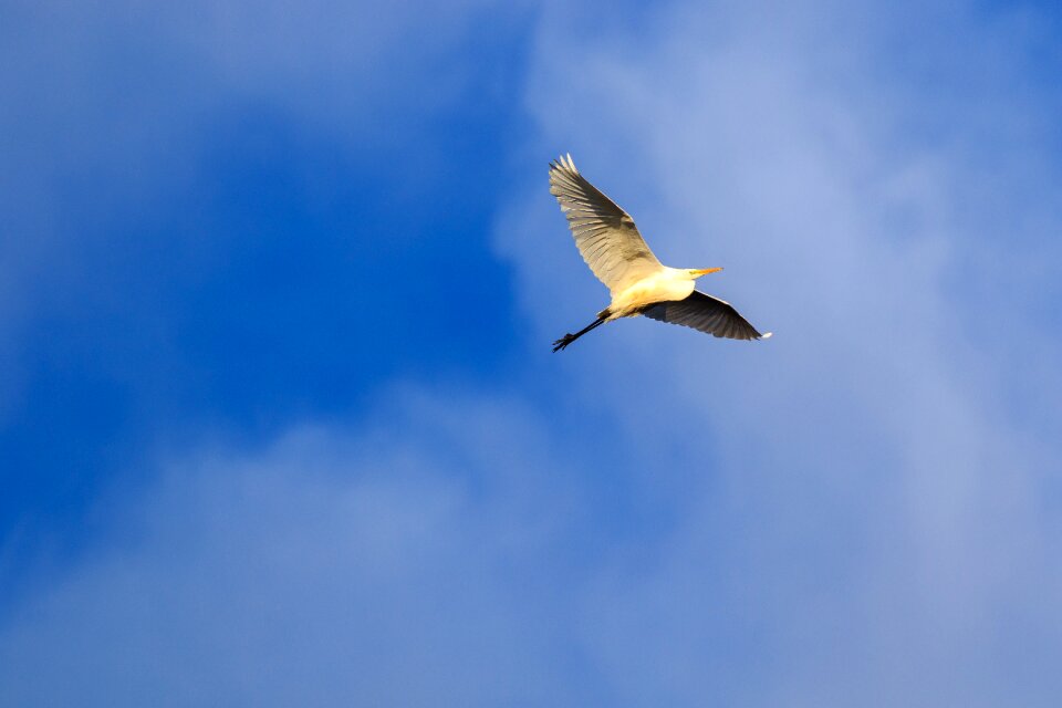 Federsee pier nature bird