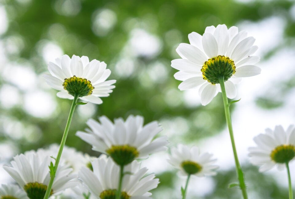 Petal garden flowering