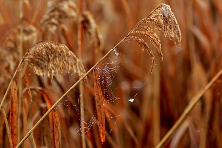 Reed spring lake dew