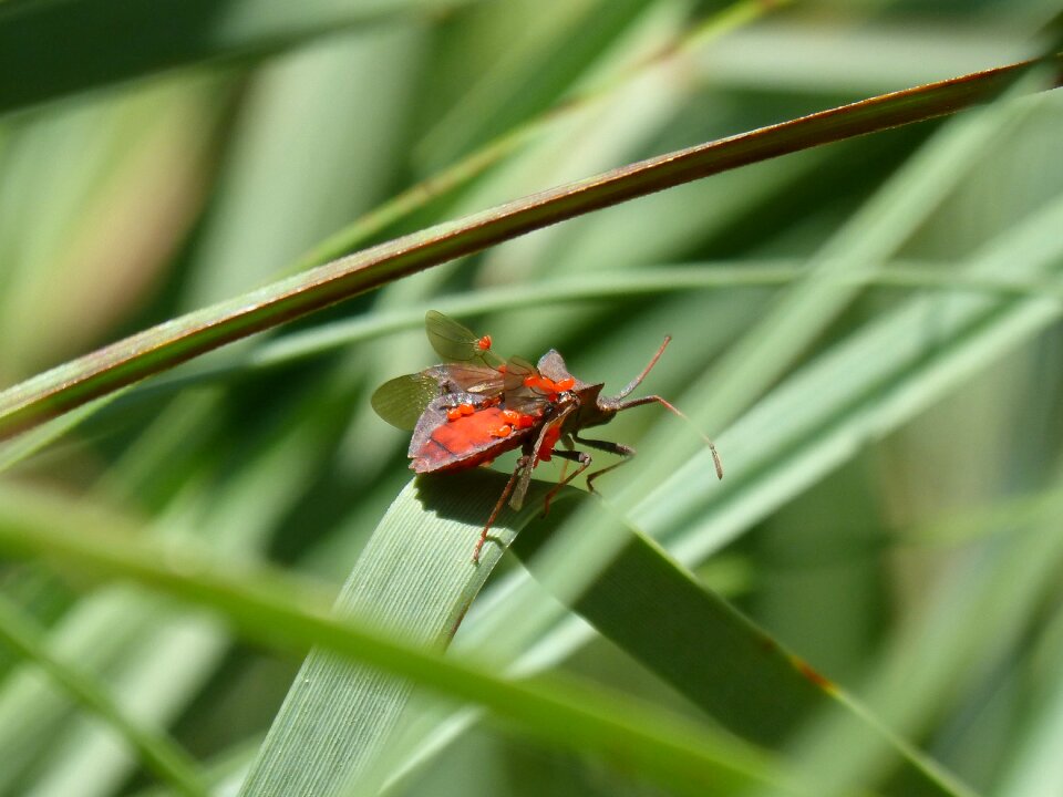 Parasites parasitized pentatomidae