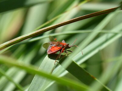 Parasites parasitized pentatomidae